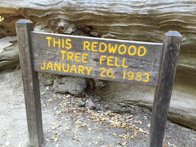 This Redwood Tree Fell January 26, 1983
