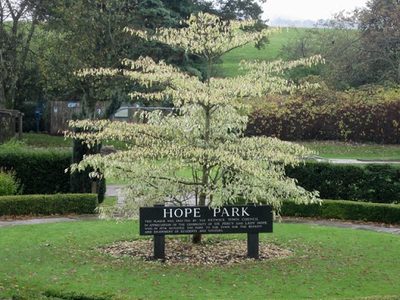 Tree and plaque, Hope Park, Keswick