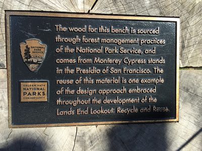 Monterey Cypress