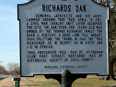 Richards Oak