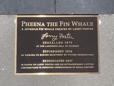 Pheena the Fin Whale