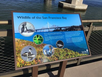 Wildlife of the San Francisco Bay