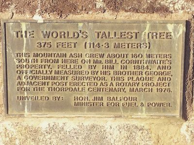 The World's Tallest Tree