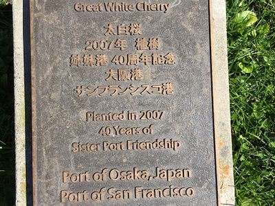 Great White Cherry