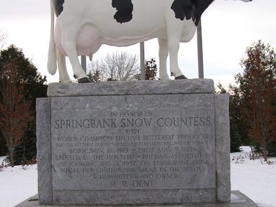 Springbank Snow Countess 81871