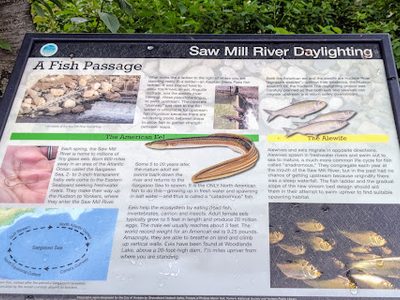Saw Mill River Daylighting - Fish Passage