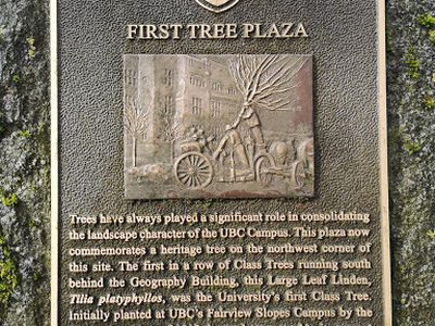 First Tree Plaza