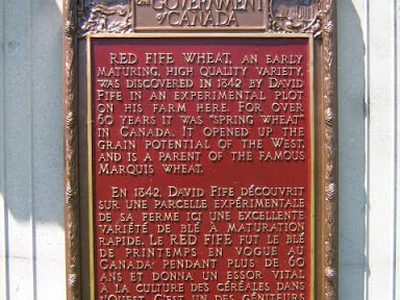 Red Fife Wheat