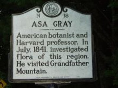 ASA GRAY