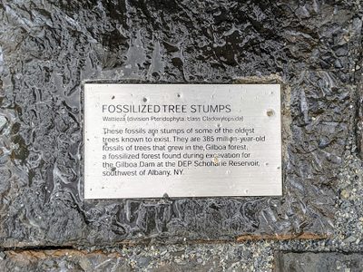 Fossilized Tree Stumps, Newtown Creek