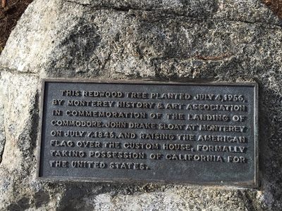 Sloat Redwood