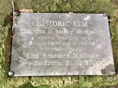 Historic Elm