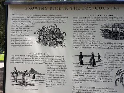 Growing Rice in the Low Country