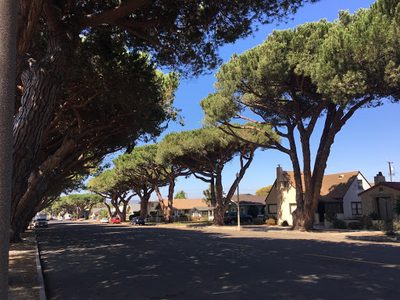 Italian Stone Pines