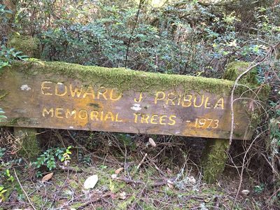 Edward J. Pribula Memorial Trees - 1973