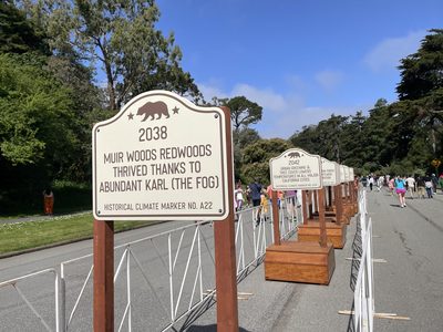 Future Plaque: Muir Woods Redwoods Thrived Thanks To Abundant Karl (The Fog)