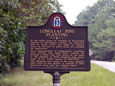 Longleaf Pine Planting