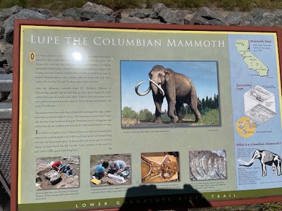 Lupe the Columbian Mammoth