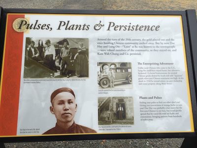 Pulses, Plants & Persistence