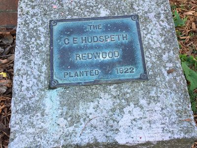 The C E Hudspeth Redwood
