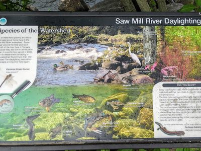Saw Mill River Daylighting - Species of the Watershed