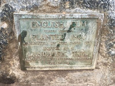 English Elm