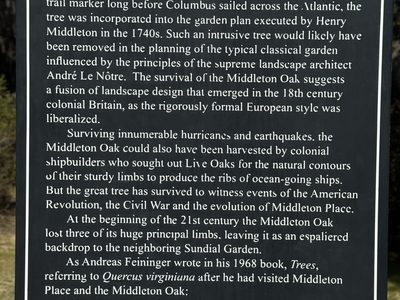 The Middleton Oak