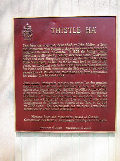 Thistle Ha'