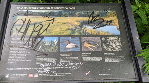 Salt Marsh Restoration at Soundview Park