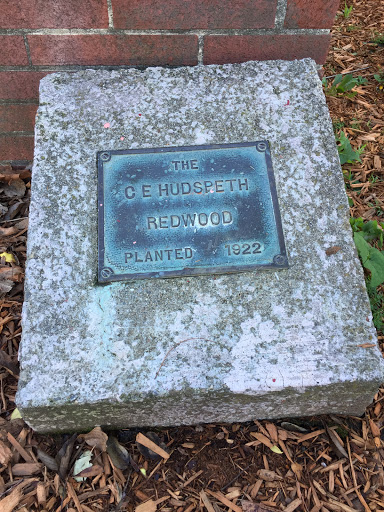 The C E Hudspeth Redwood