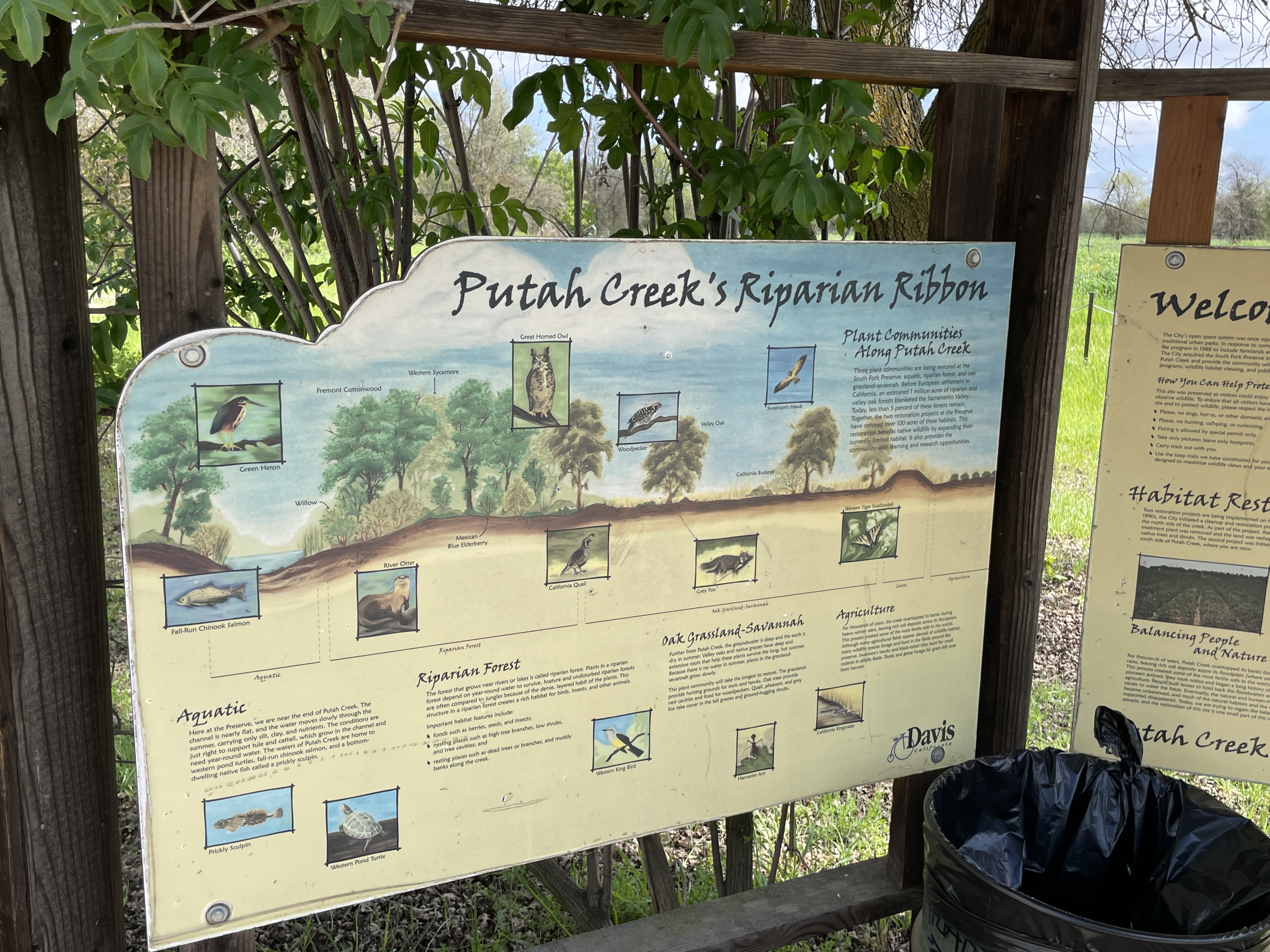 Putah Creek's Riparian Ribbon
