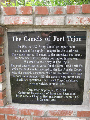 The Camels of Fort Tejon