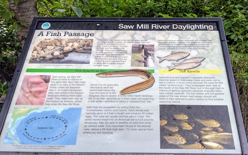 Saw Mill River Daylighting - Fish Passage