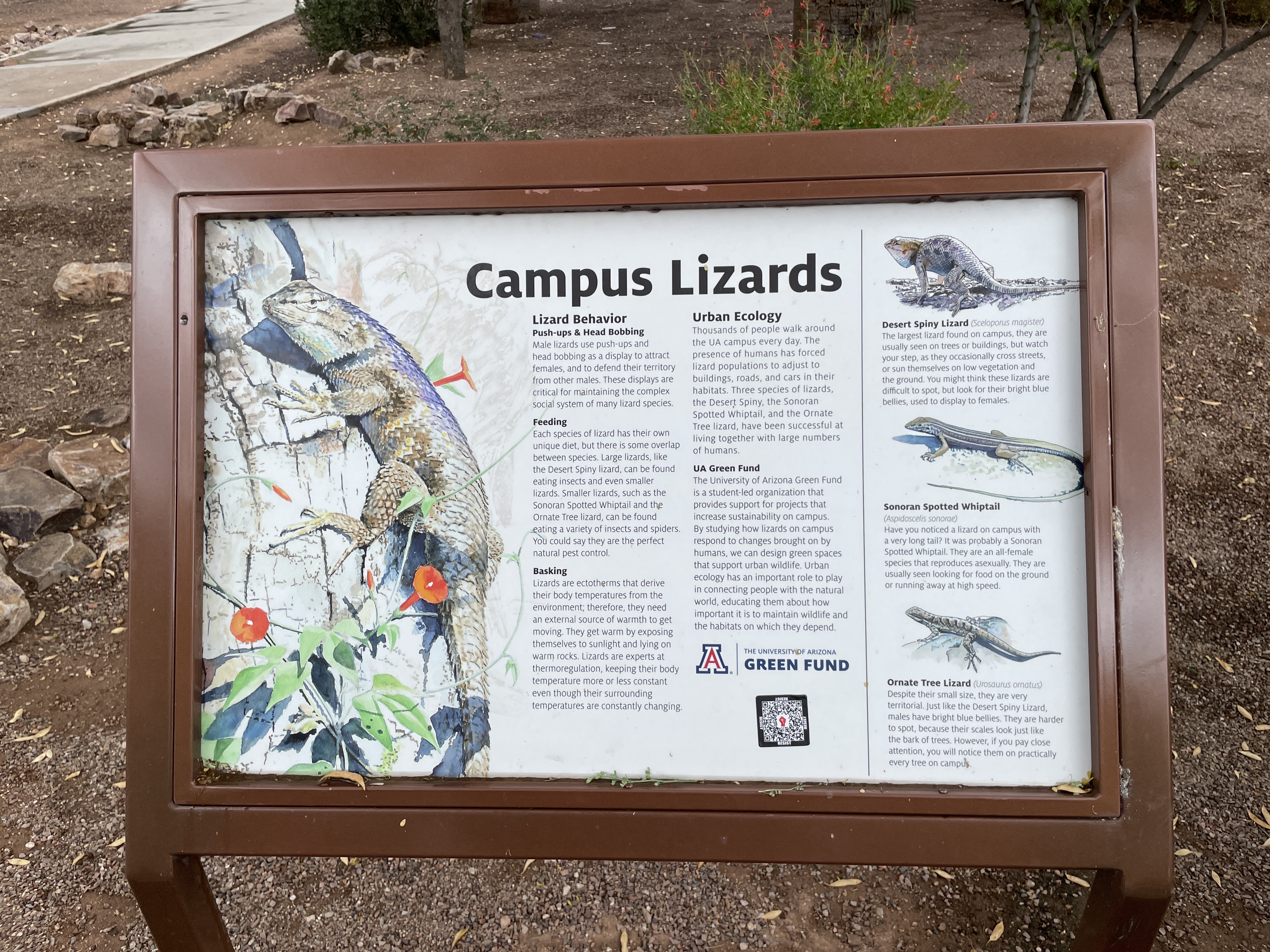 Campus Lizards