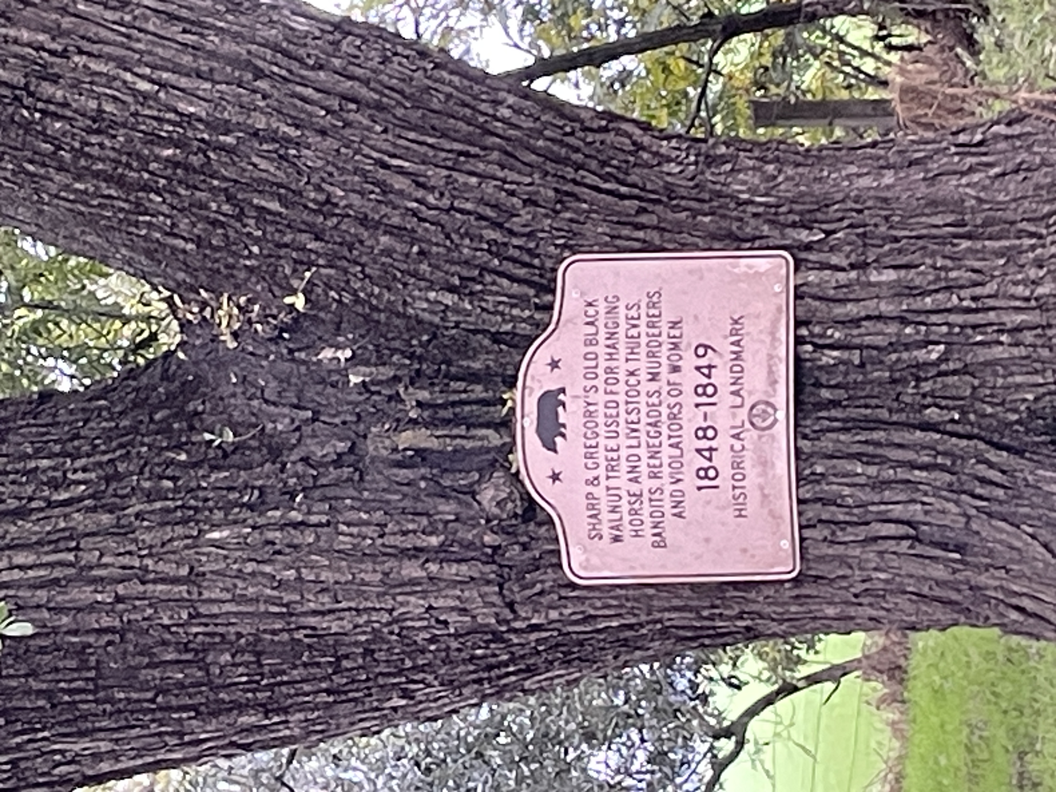 Sharp & Gregory's Old Black Walnut Tree Used For Hanging