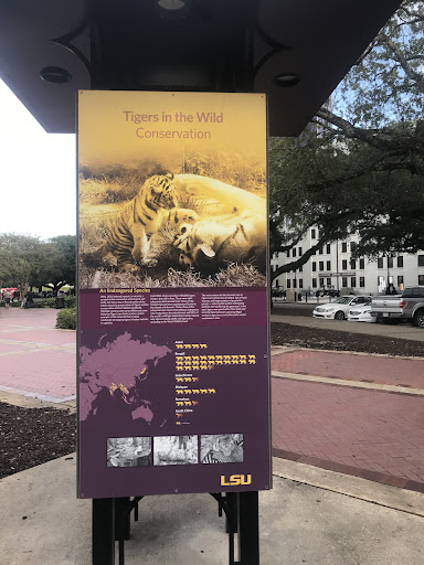 Tigers in the Wild Conservation