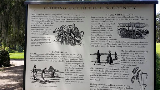 Growing Rice in the Low Country
