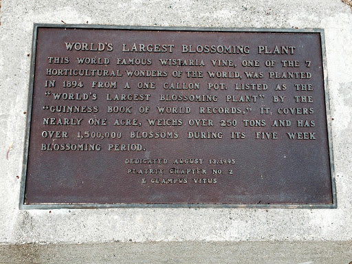 World's Largest Blossoming Plant