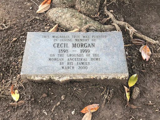 Cecil Morgan Magnolia Tree