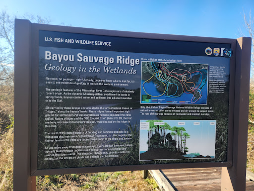 Bayou Sauvage Ridge - Geology In The Wetands