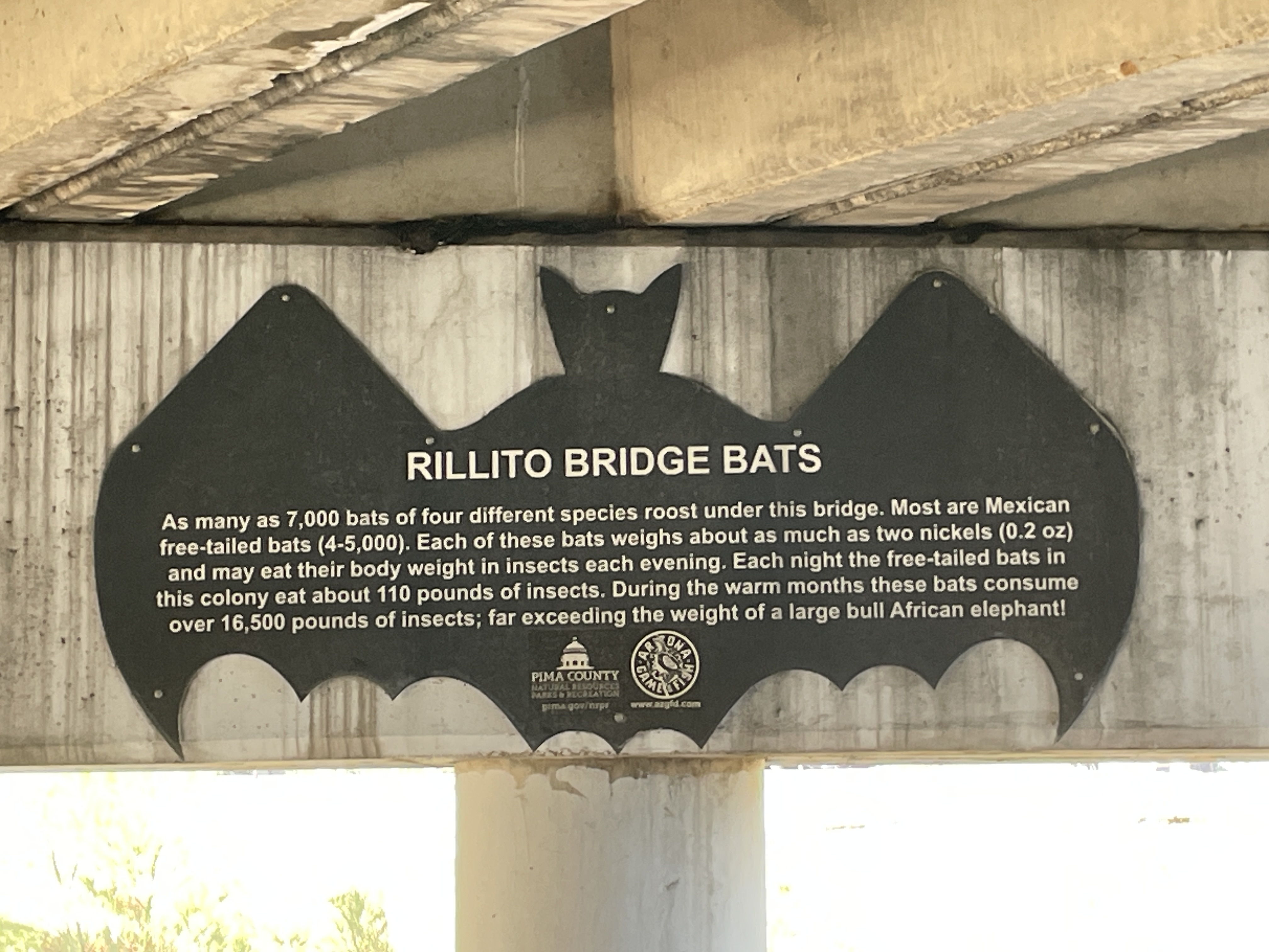 Rillito Bridge Bats