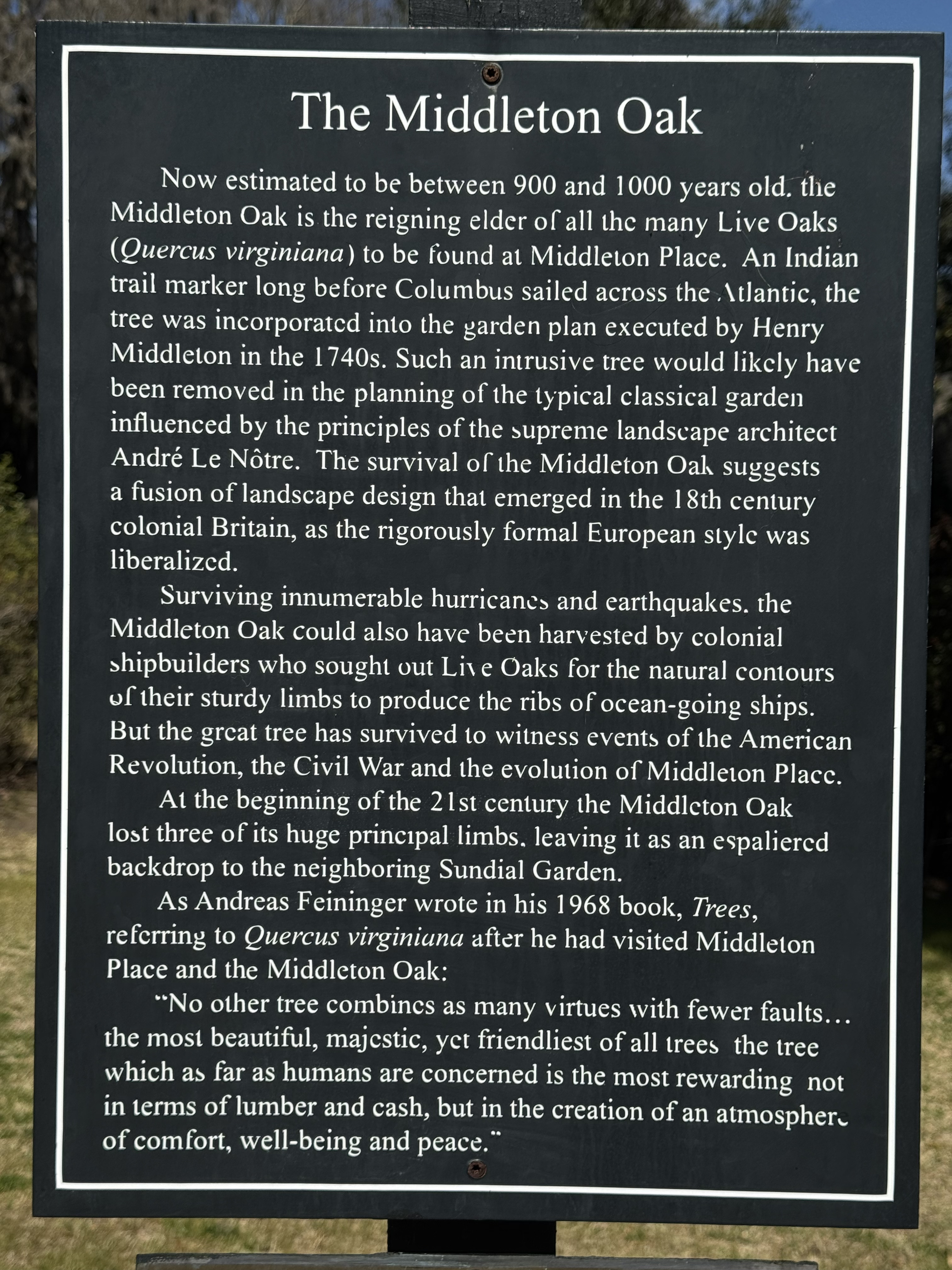 The Middleton Oak