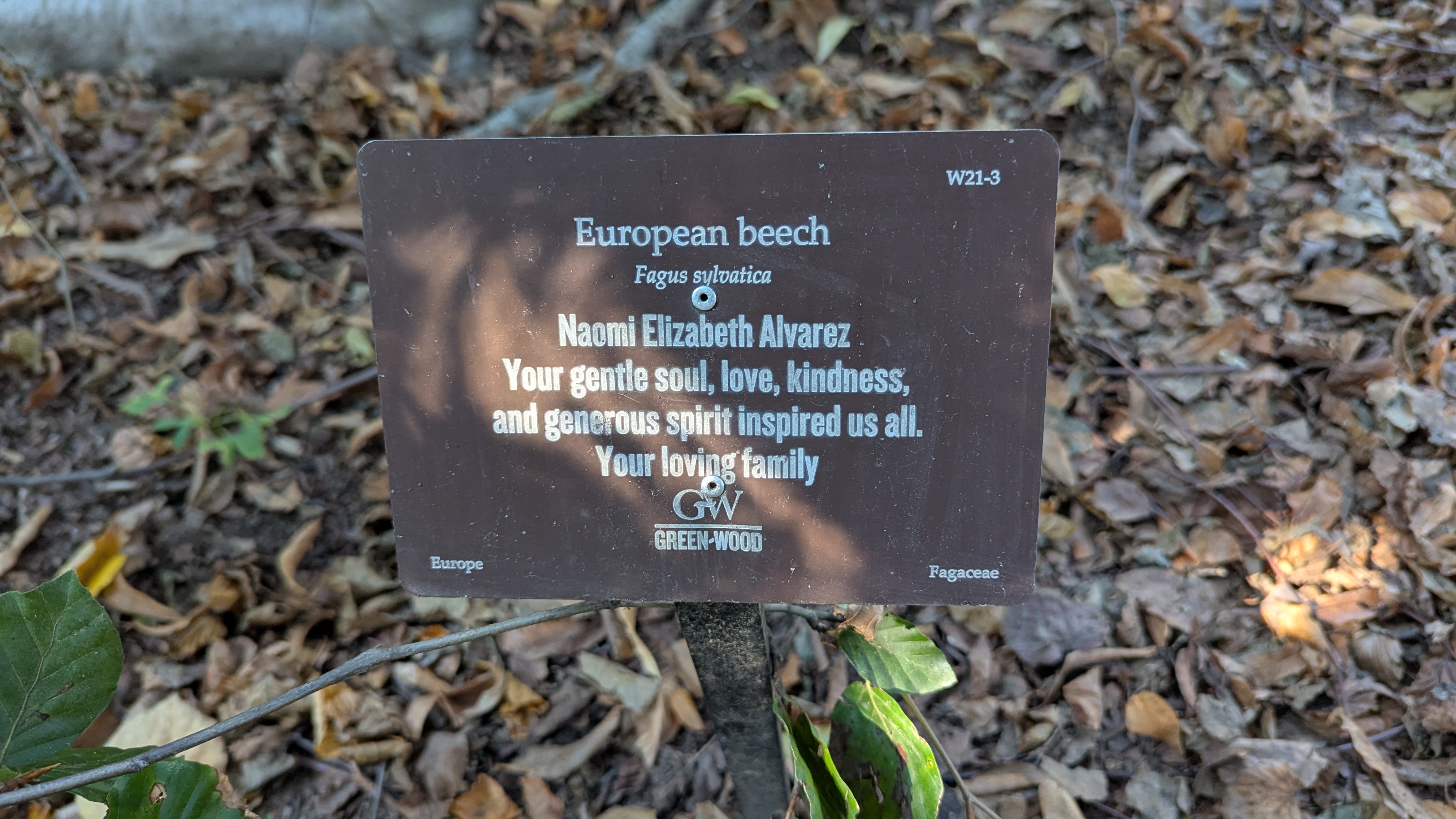 European beech