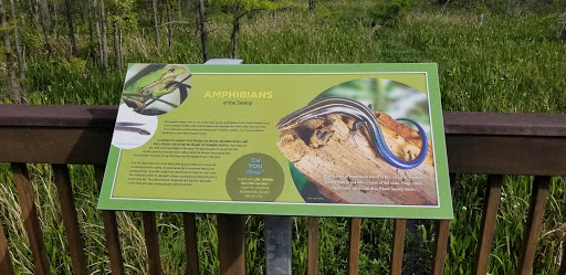 Amphibians Of the Swamp