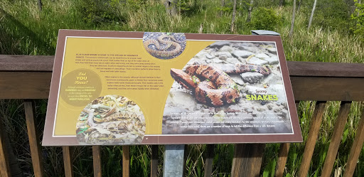 Swamp Snakes