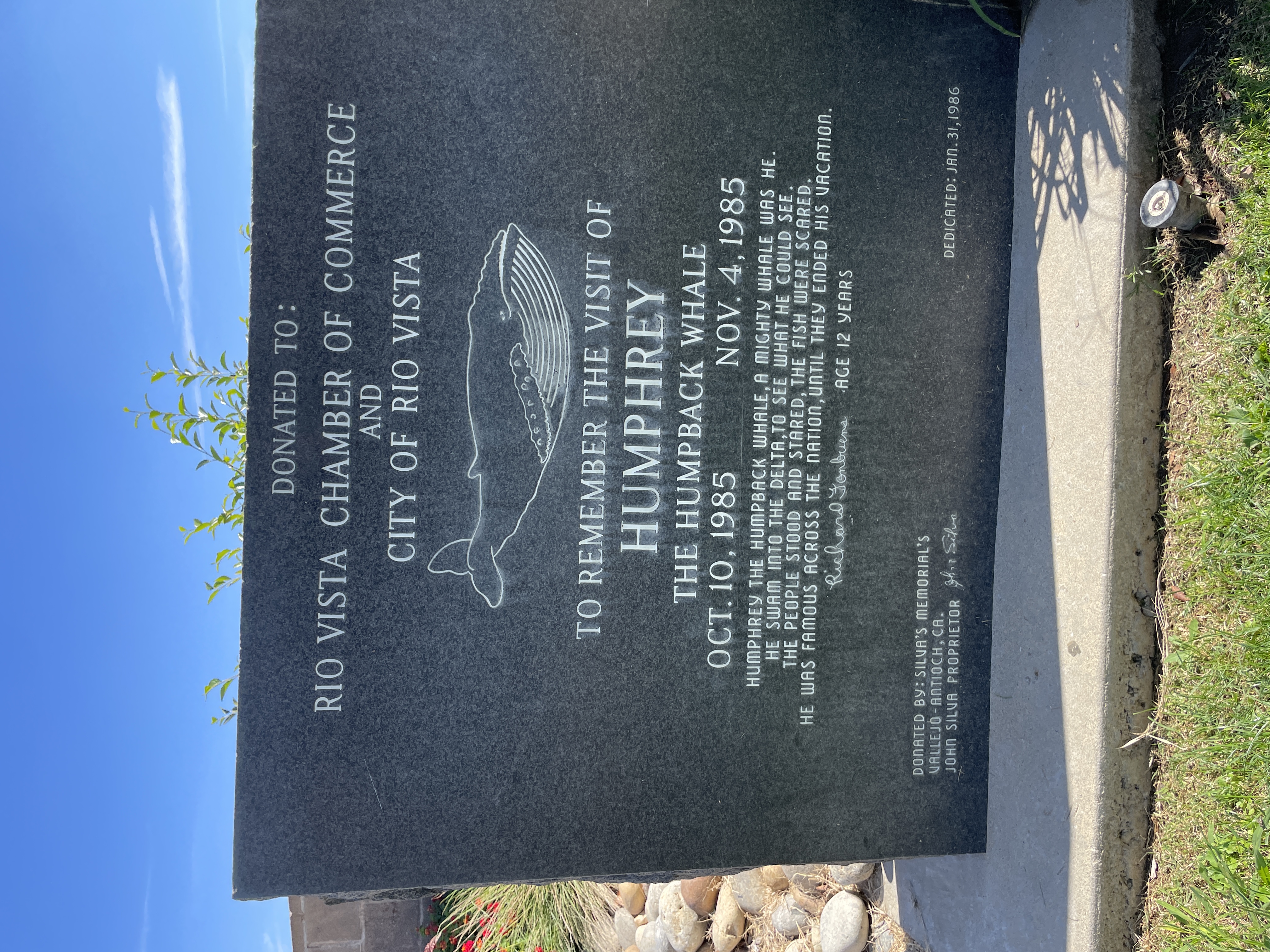 To Remember The Visit of Humphrey The Humpback Whale