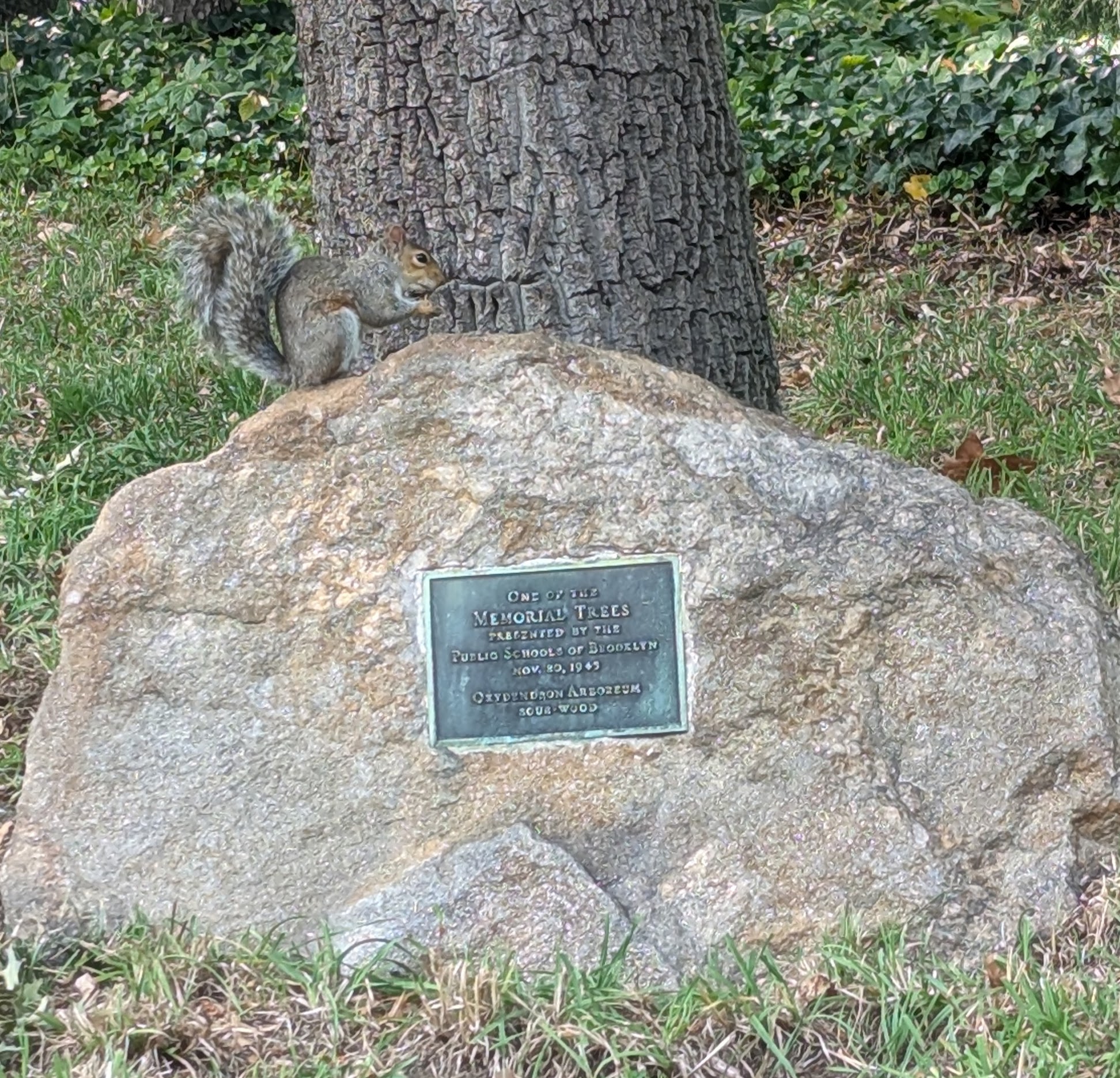 Memorial Trees Presented by the Public Schools of Brooklyn