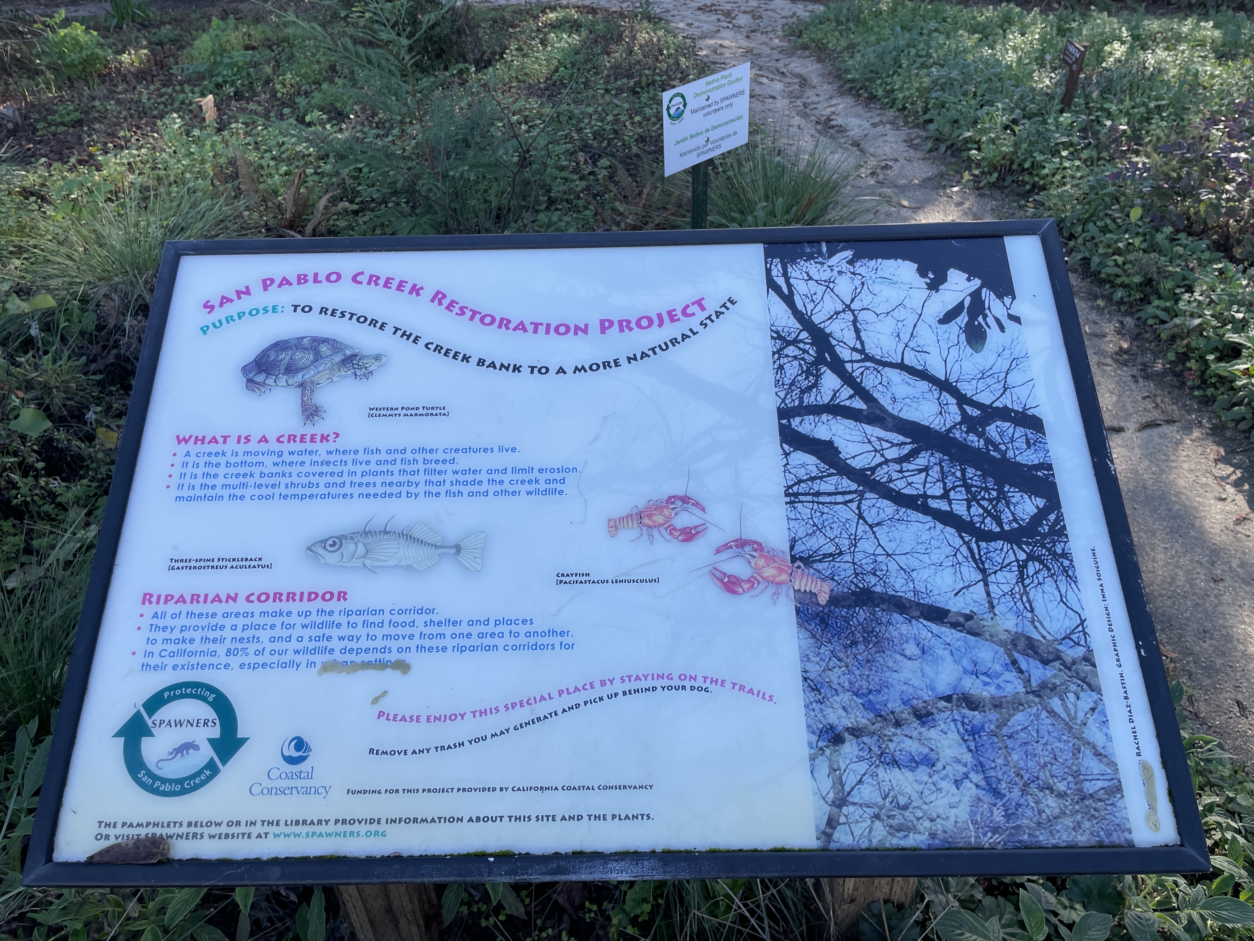 San Pablo Creek Restoration Project