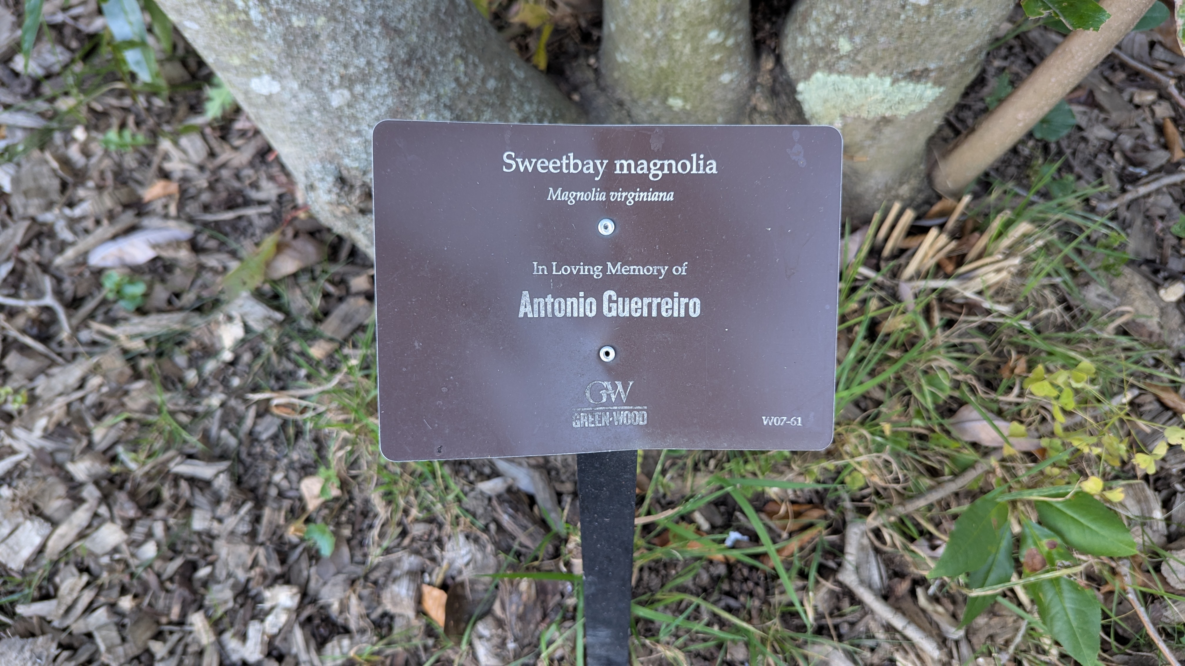 Sweetbay magnolia