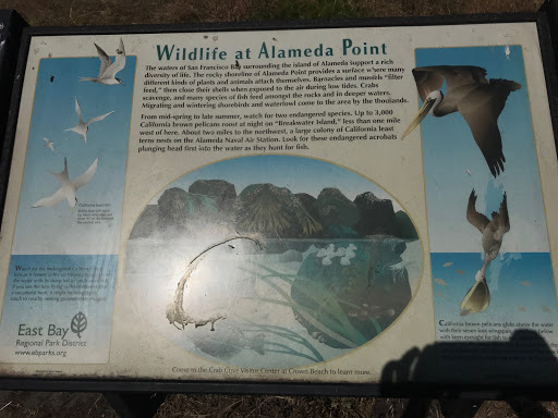 Wildlife at Alameda Point